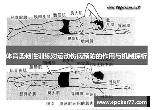 体育柔韧性训练对运动伤病预防的作用与机制探析